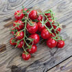 Pomodoro Pizzutello Di Paceco Longkeeper Tomato