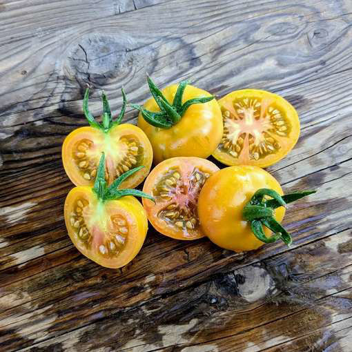 Roteño Andalucia Longkeeper Tomato