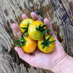 Roteño Andalucia Longkeeper Tomato