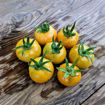 Roteño Andalucia Longkeeper Tomato
