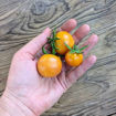 Roteño Andalucia Longkeeper Tomato