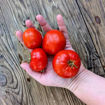 Ruby Treasure Longkeeper Tomato