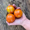 Stoney’s Neighbors Longkeeper Tomato