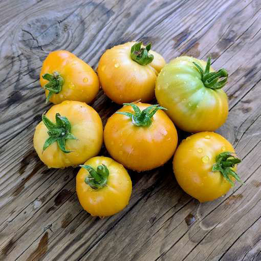 Winter Gold Longkeeper Tomato