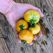 Winter Gold Longkeeper Tomato
