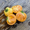 Winter Gold Longkeeper Tomato