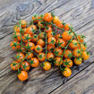 Ambrosia UBX Tomato