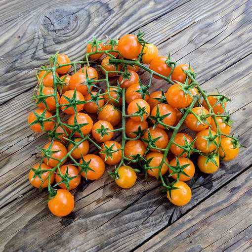 Ambrosia UBX Tomato