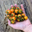 Ambrosia UBX Tomato