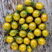 Awher Plate Tomato