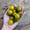 Awher Plate Tomato