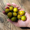 Awher Plate Tomato