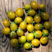 Awher Plate Tomato