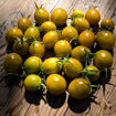 Awher Plate Tomato