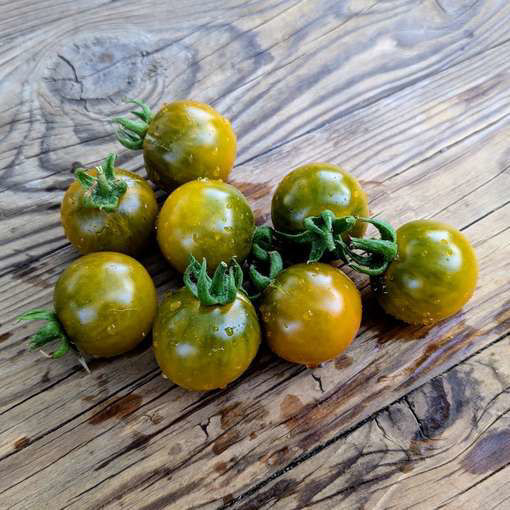 Beetlejuice Cherry Tomato