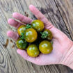Beetlejuice Cherry Tomato