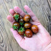 Cappuccino Cherry Tomato