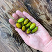 Datterino Verde Cherry Tomato