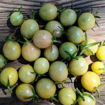 Jaded Cherry Tomato