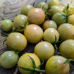 Jaded Cherry Tomato