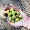 Jaded Cherry Tomato