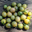 Jaded Cherry Tomato