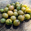 Jaded Cherry Tomato
