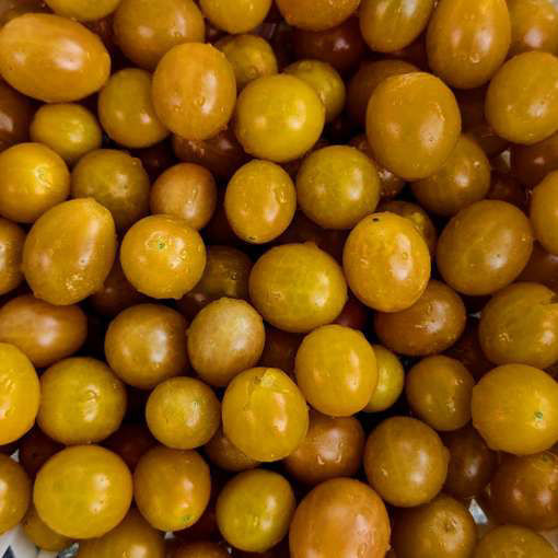 Moonbeam Round Cherry Tomato
