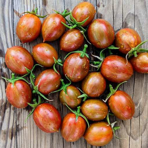 Pixie Fire Cherry Tomato