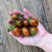 Pixie Fire Cherry Tomato