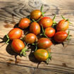 Pixie Fire Cherry Tomato