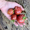Electric Pinky Dwarf Tomato