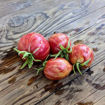 Electric Pinky Dwarf Tomato