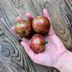 Leprechaun Lenya Dwarf Tomato