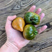 Ochre Heart Dwarf Tomato