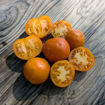 Orange Tree Dwarf Tomato