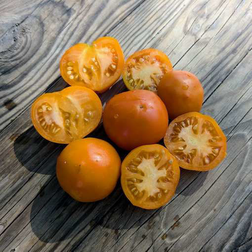 Orange Tree Dwarf Tomato