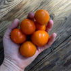 Orange Tree Dwarf Tomato