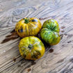 Rebella Dwarf Tomato